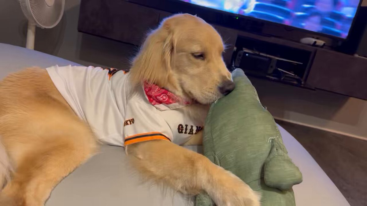 わんこ様 犬が二足歩行でロボットダンスするって世界観謎すぎる#ワンタメ