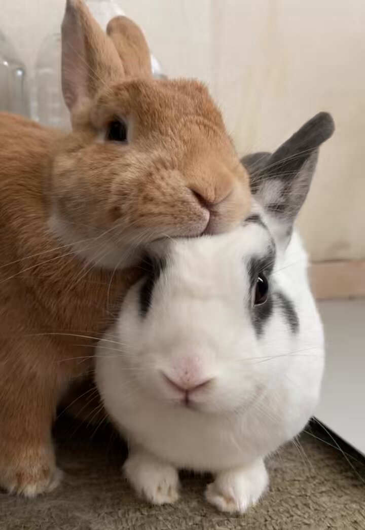 うさぎもち on X: 