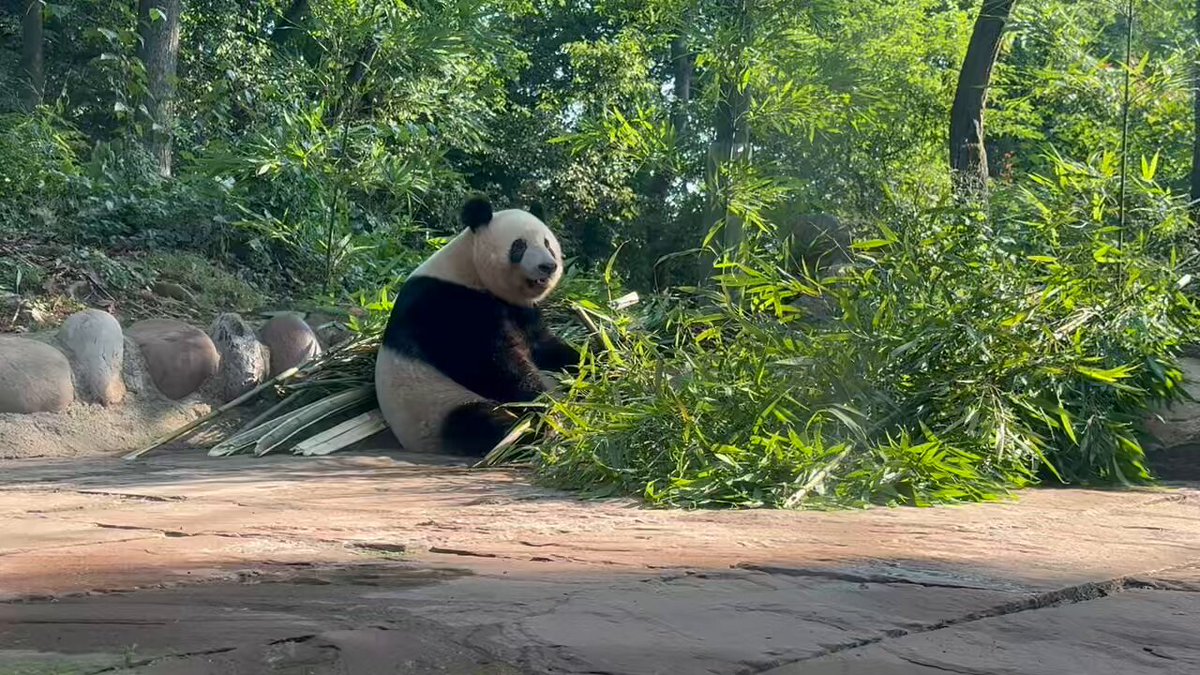 パンダプラネット (@PP_staff00) / Posts / X