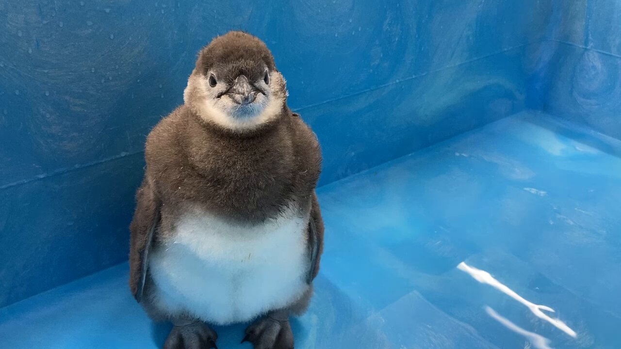 すみだ水族館【公式】 on X: 