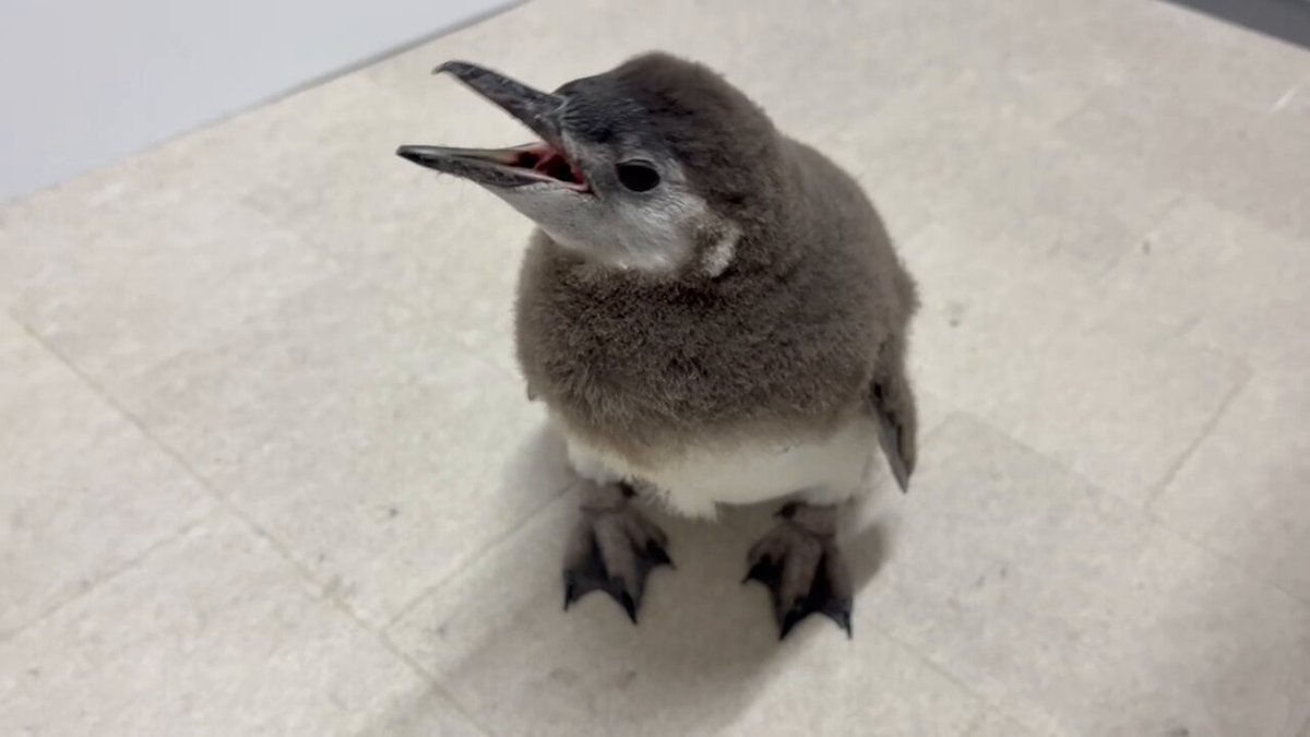 すみだ水族館【公式】 on X: 