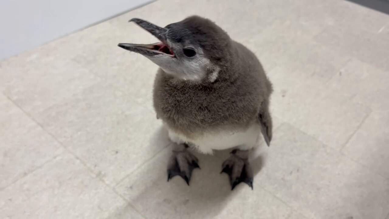 実物写真❤️ミオハルタカ好き❤️ ペンギンピアス 実物写真❤️ミオハルタカ好き❤️ ペンギンピアス - メルカリ