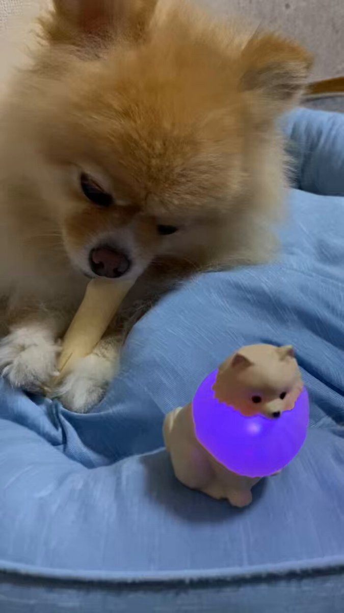 ポメラニアンこまめ (@gfPaOgtThRvy6QP) / X