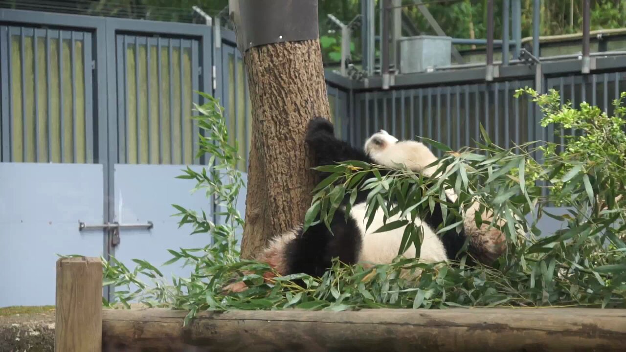 coco🐼ぱんだ (@cocopanda0612) / X
