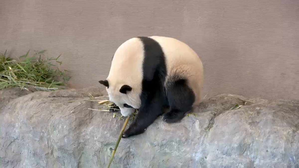 パンダdeぱんだ (@panda__de) / X