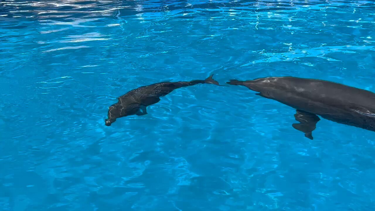 仙台うみの杜水族館公式 on X: 