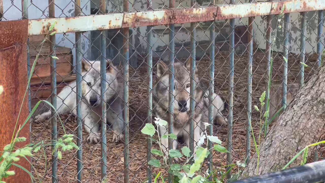 発掘 - 新登場ブランド 旭川市旭山動物園［公式］  X: on その他
