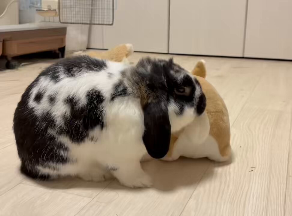 うさぎのセイスケ on X: 
