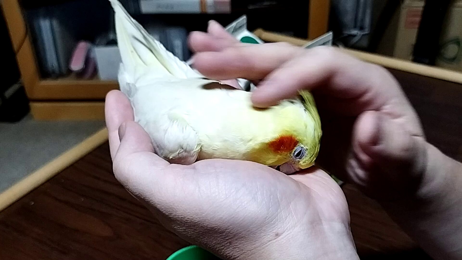 ちぃ　オカメインコ S__43966519_0.jpg