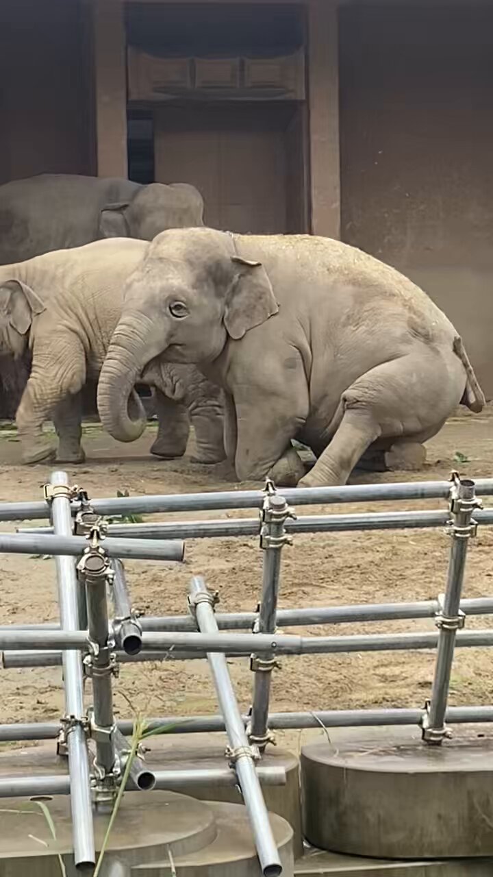 さくら - البحث / X