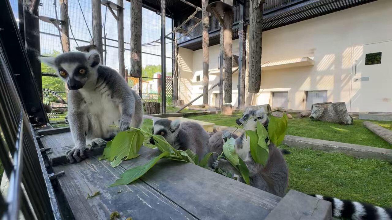 動物園学 PR TIMES on X: 