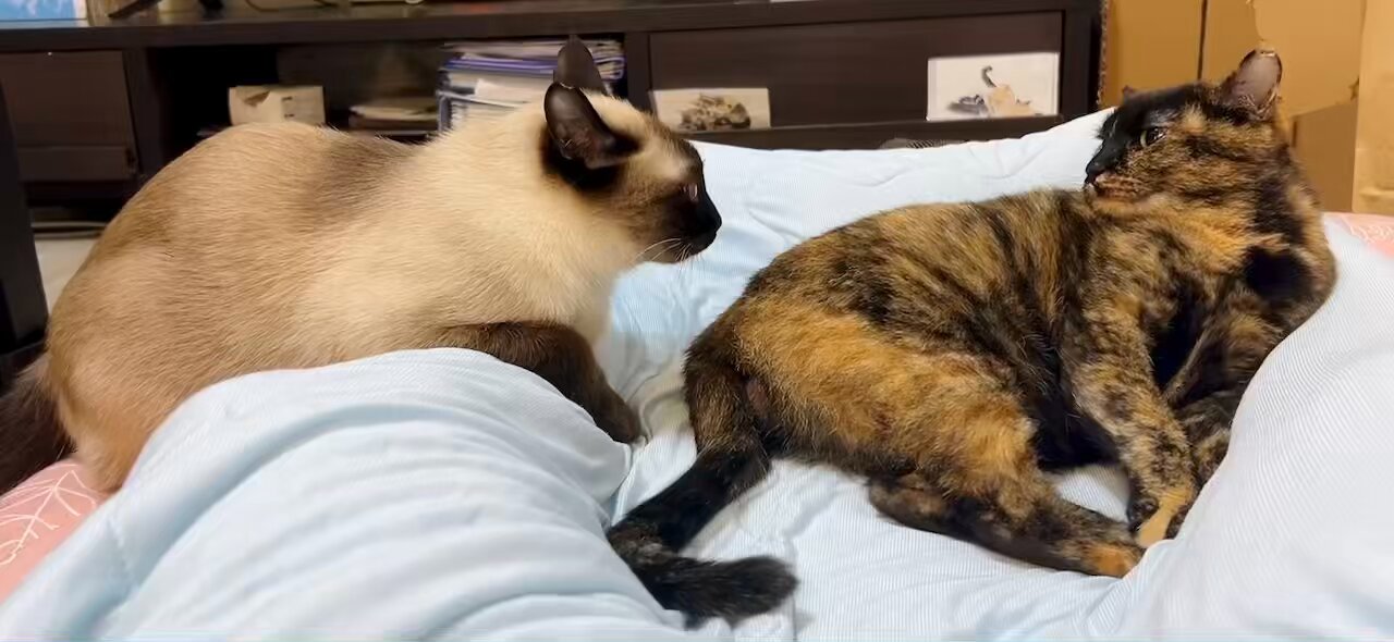サビ猫サラミ&シャム猫ナッツ on X: 