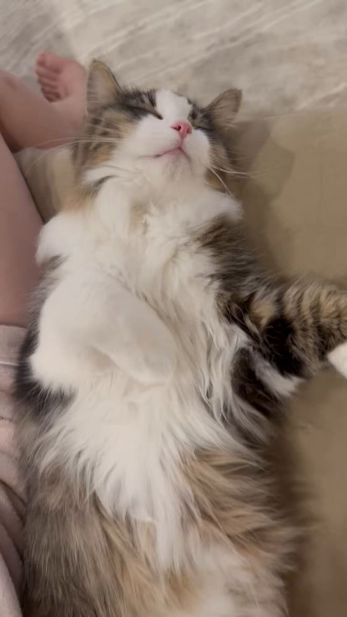 とんでもない動画撮れた