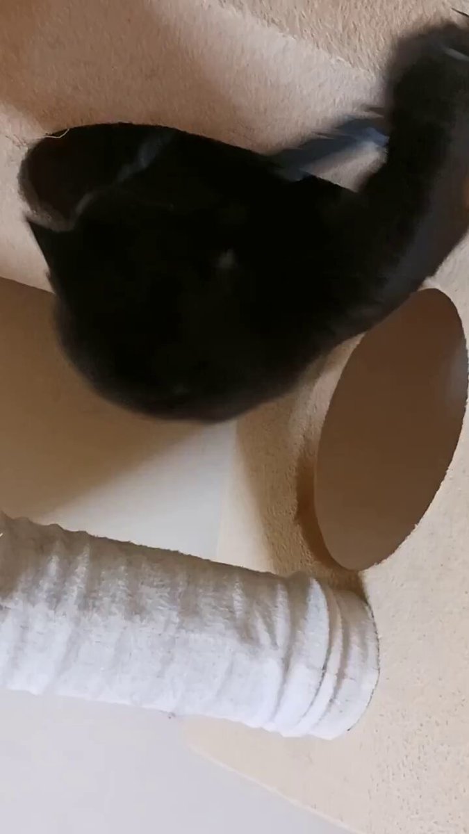 黒猫クロ (@touzainosaito3) / X