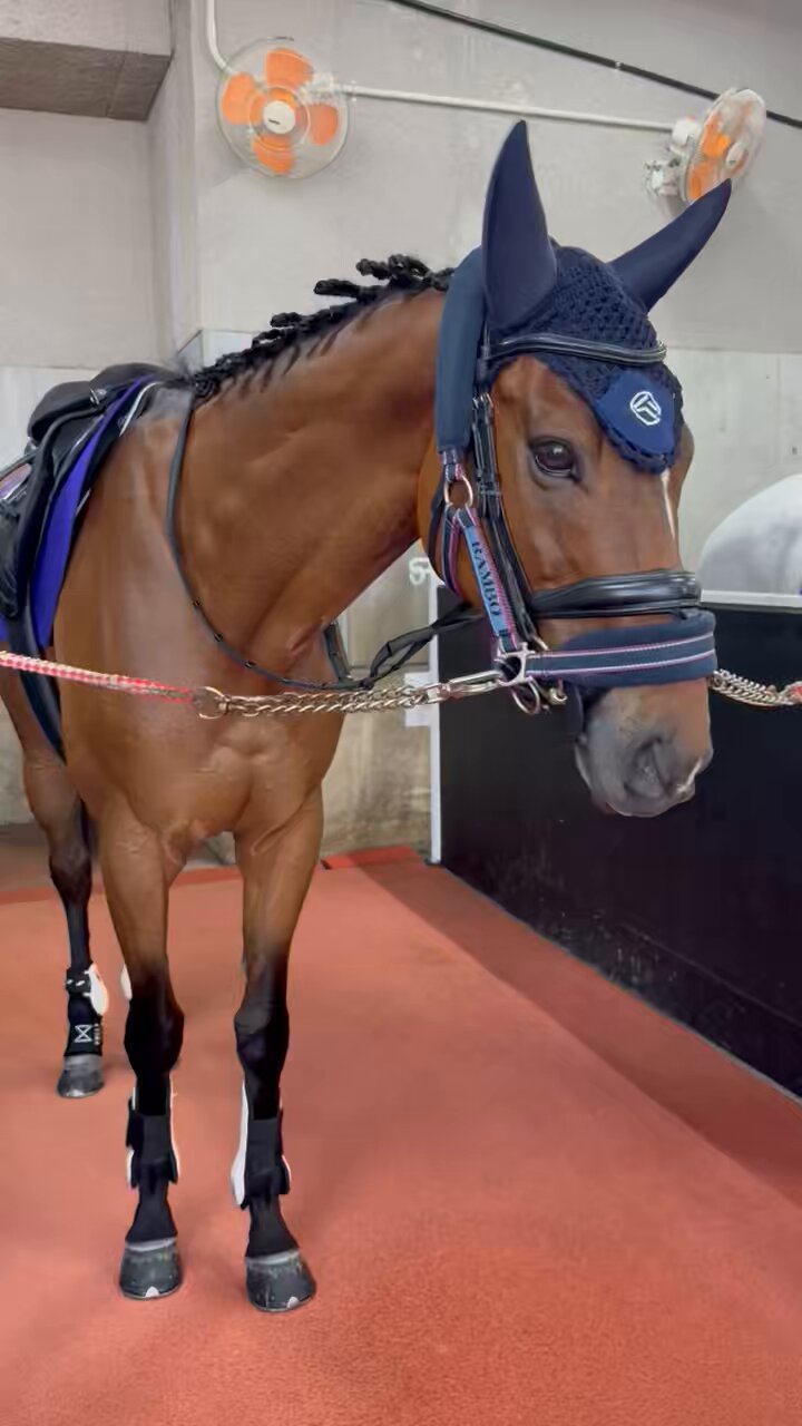 阪神競馬場【公式】 on X: 