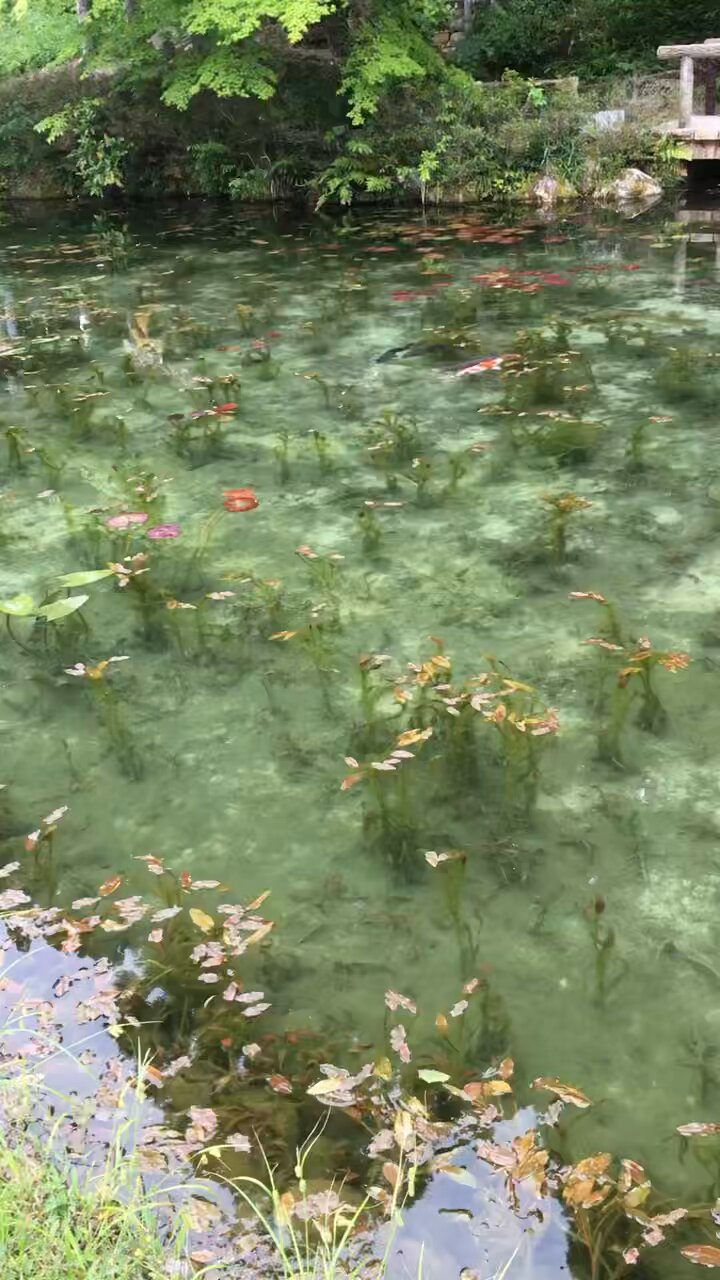 4K Ultra HD ] モネの池 The pond,such as Monet paintings