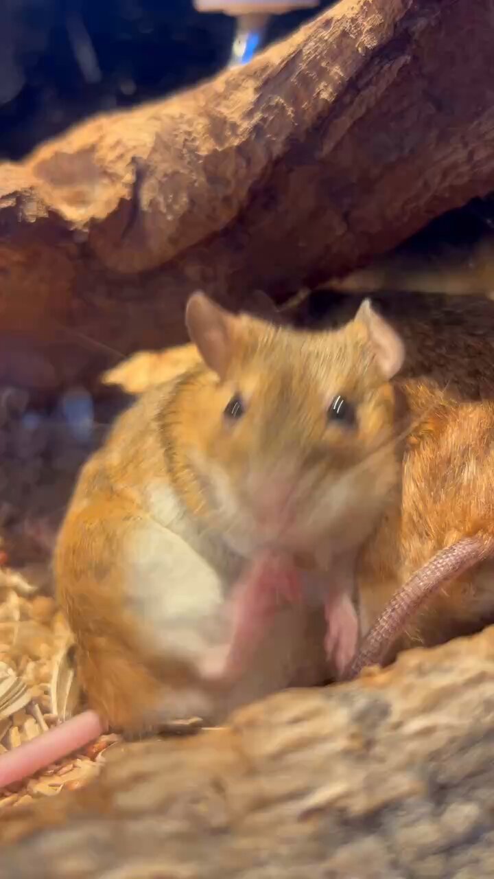 ネズミちゃんページです。 1111] とべとべガッちゃん Mサイズ ネズミ