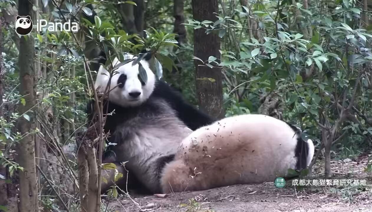 Cyntier Wong | 寻找网红熊猫花花🐼🌸 Chengdu Research Base of