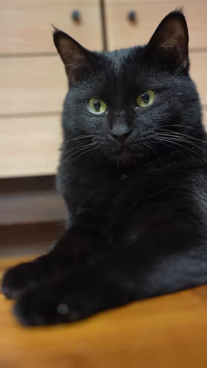 格安SALEスタート!の商品をすべて 黒猫つくねちゃん太しっぽ  X: on その他