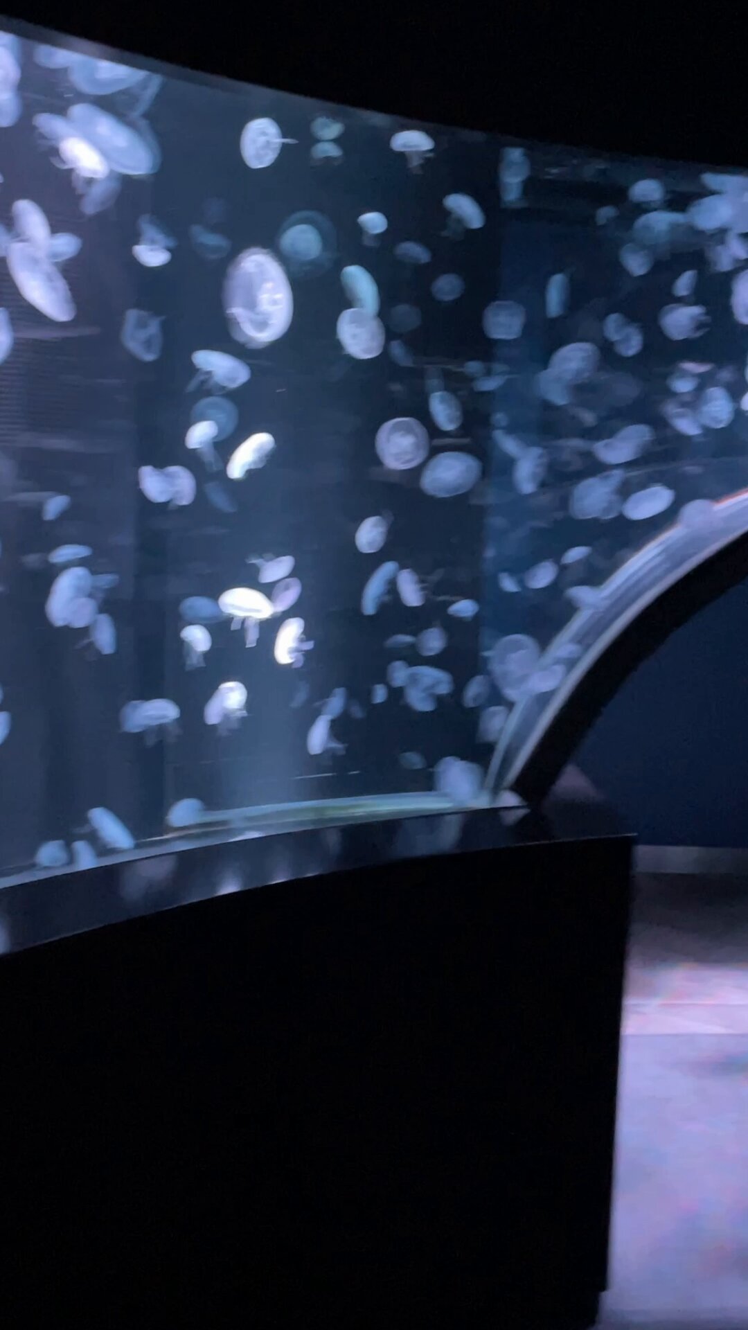 京都水族館 on X: 