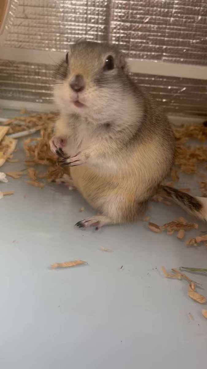 かわいい！ キャラメル🐿  X: on 工芸品