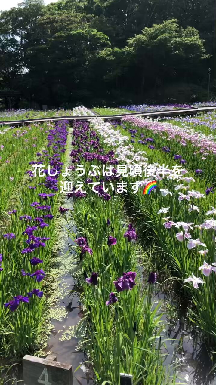HKしょうぶえんです。 横須賀しょうぶ園