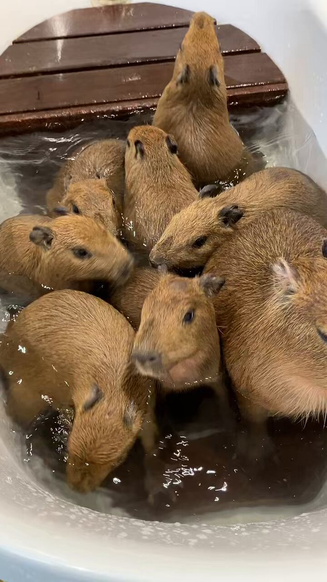 カピバラに俺はなる! (@capybara_love_m) / Posts / X