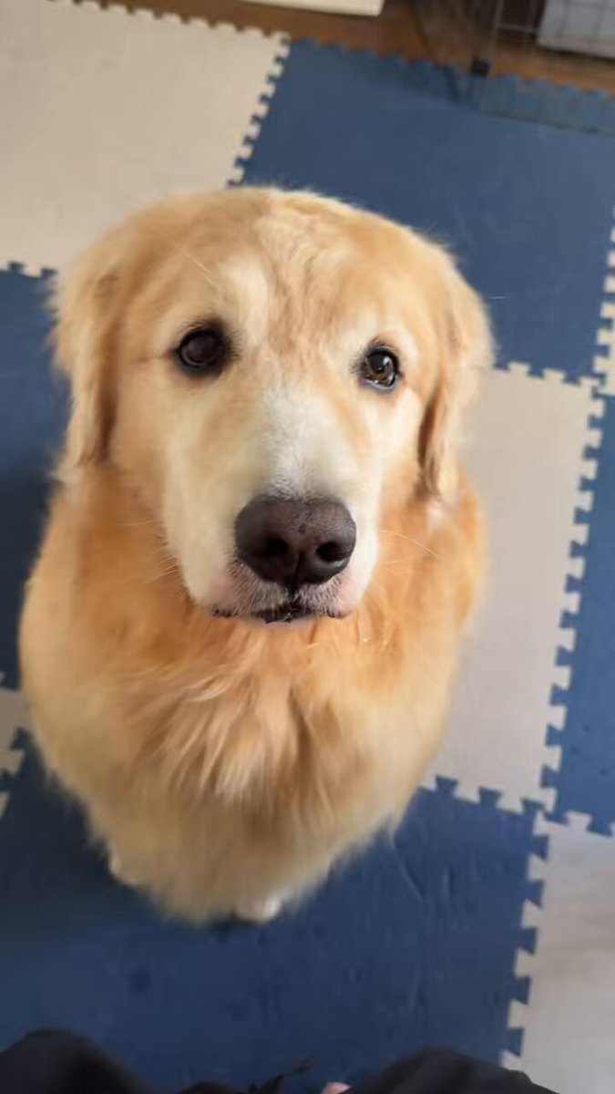 レトリバーページ ゴールデンレトリバーの飼い方・しつけ方: はじめてのゴールデン