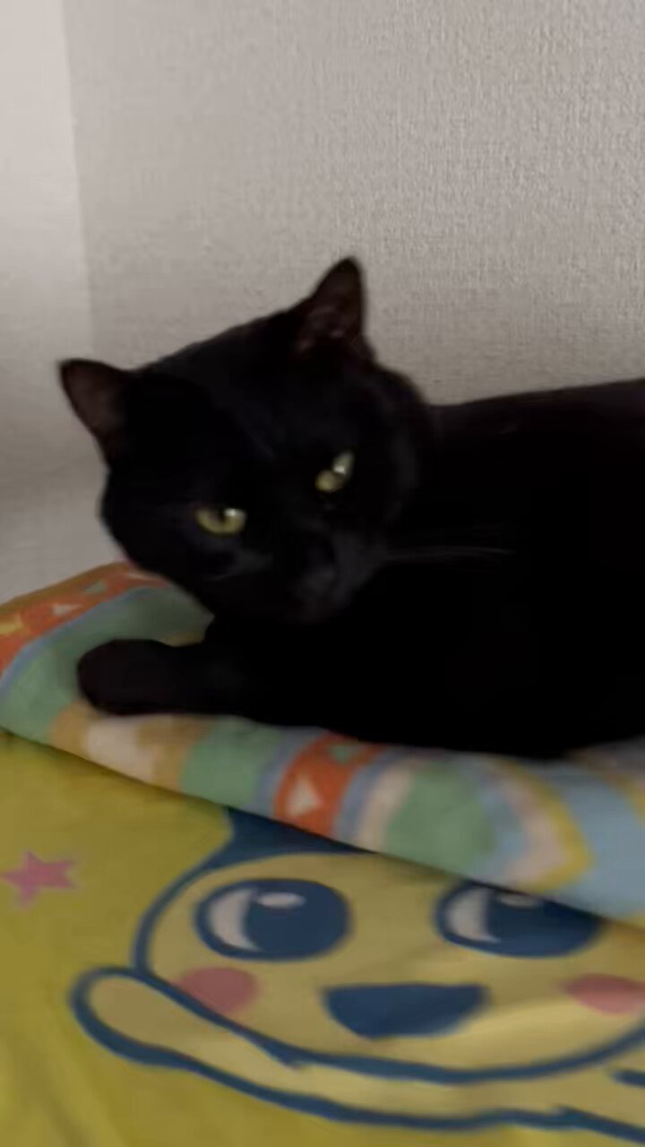 Beautiful girl kitten's first New Year's Eve. - YouTube