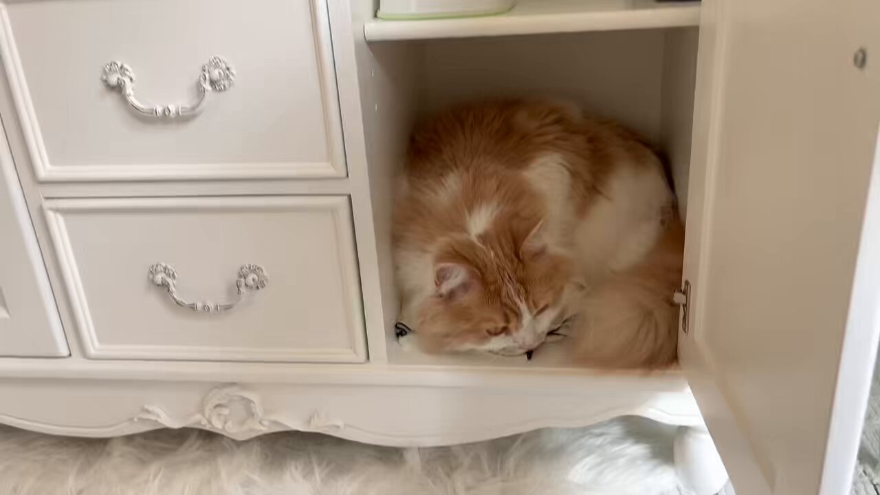 トイプードルの赤ちゃんがおうちにやってきた！ ミーちゃん&モカ