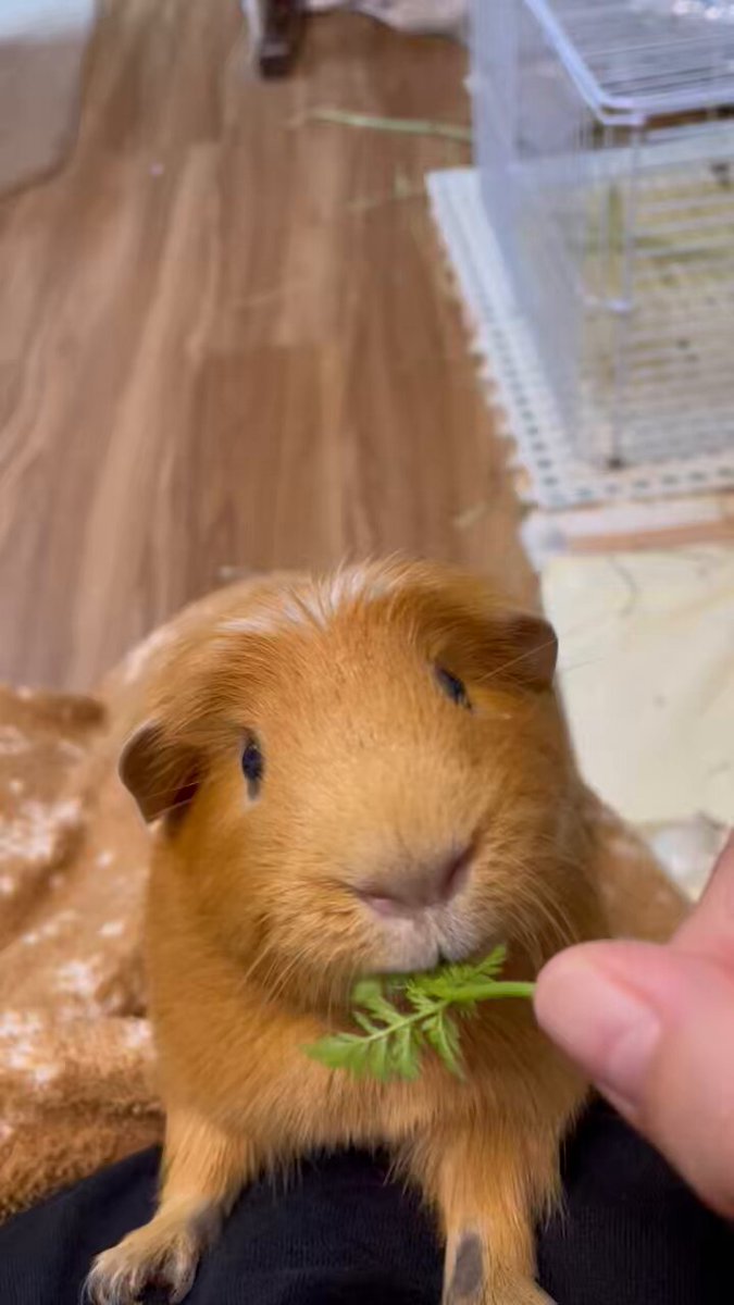 モルモットブリーダー 販売 CAVIES (@CAVIES_JAPAN) / X