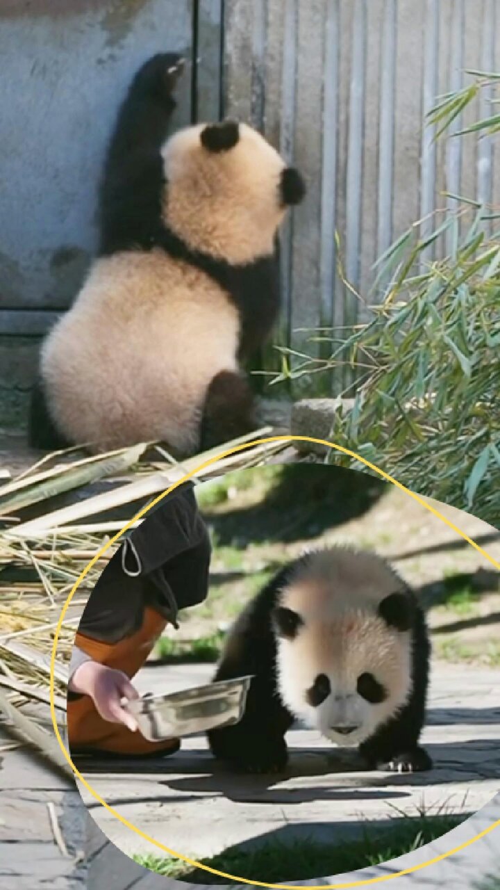★日本の職人技★ LikingPanda on  X: その他