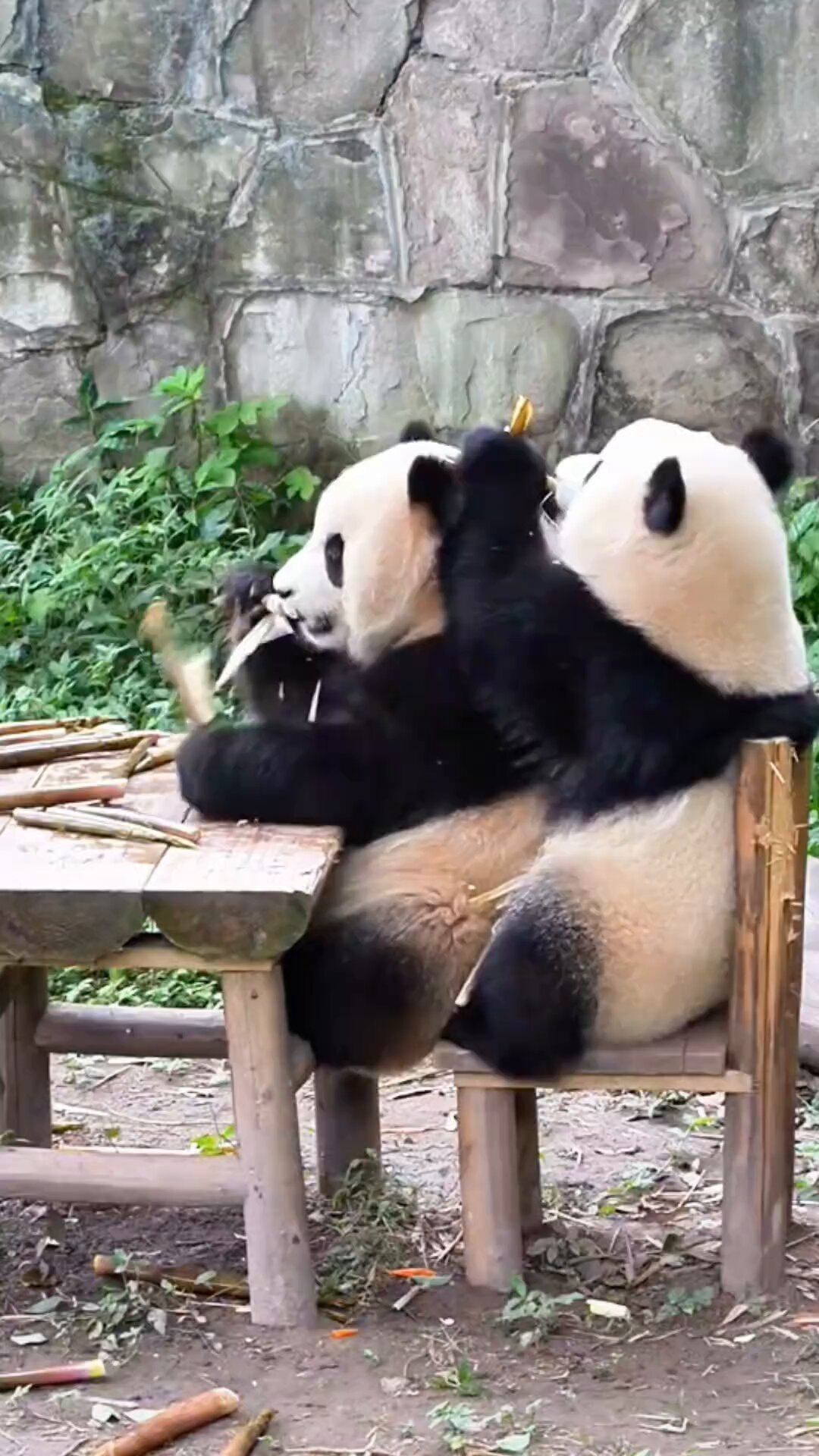 熊猫⭐︎ Twin panda cubs make public debut at Tokyo zoo as fans