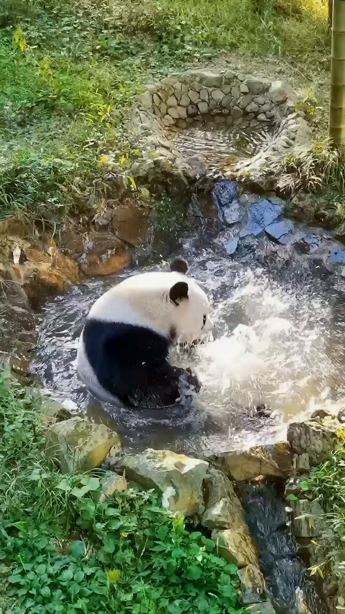 熊猫ページ 熊猫