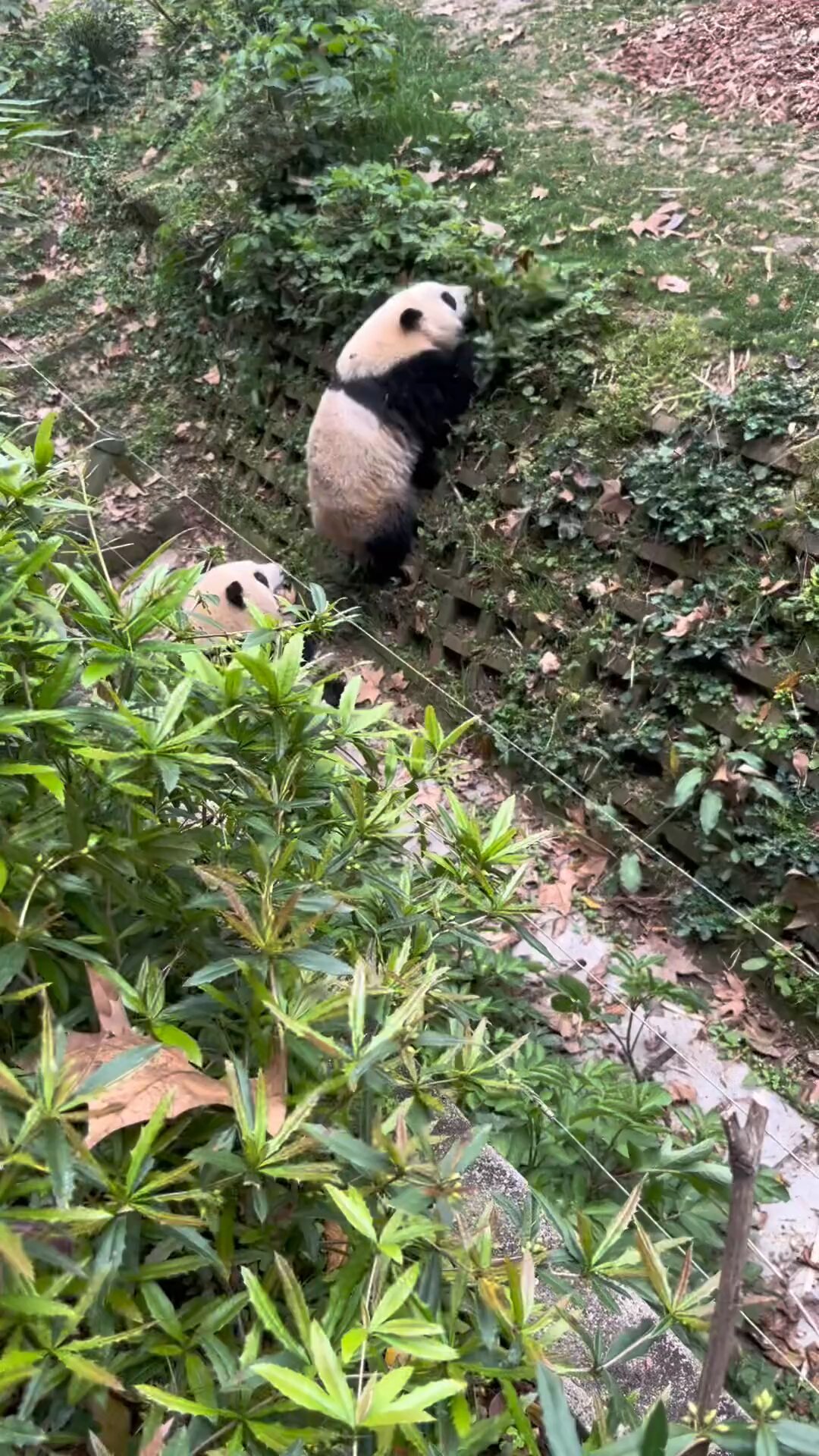 熊猫- Search / X