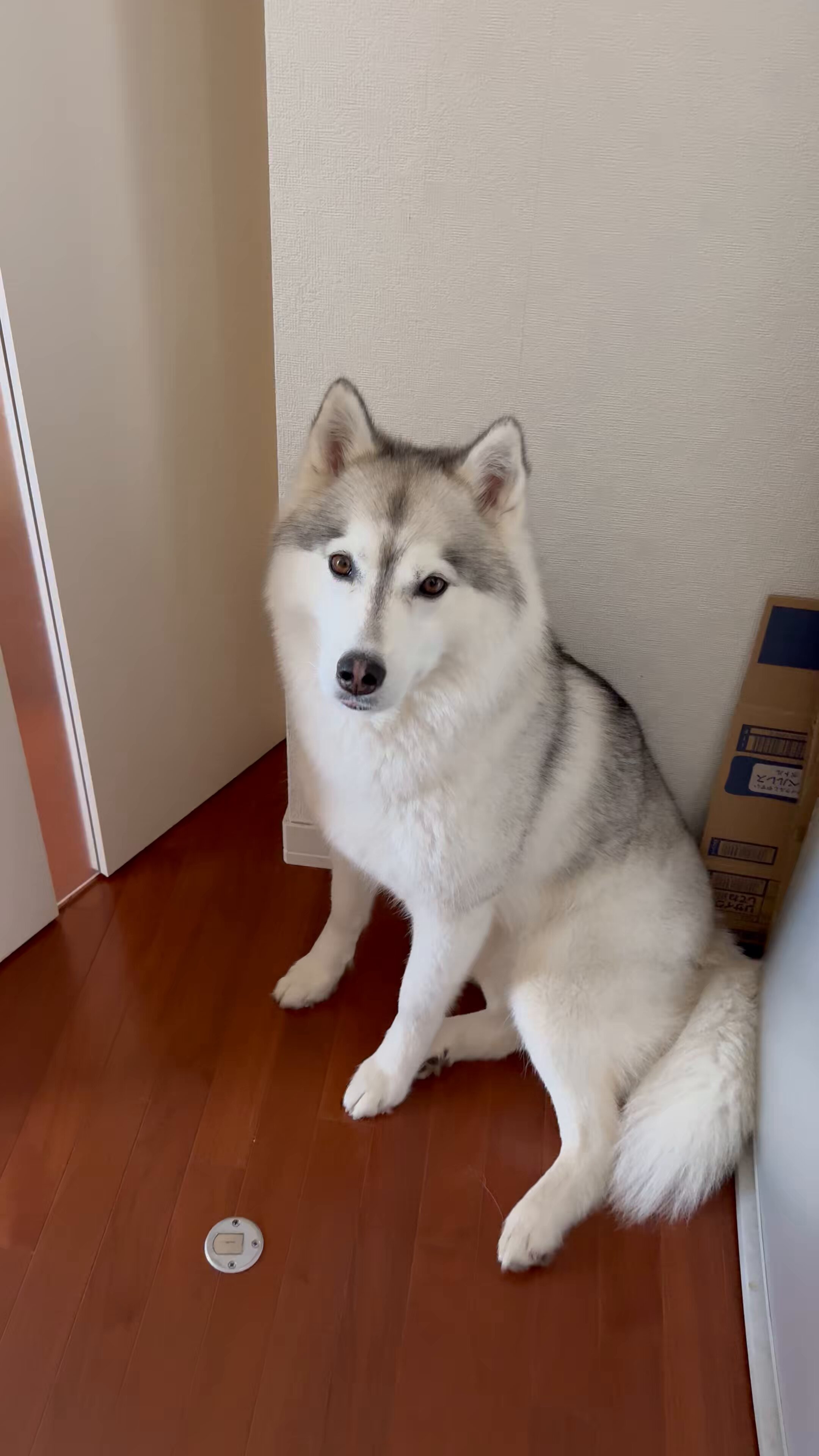 Live with husky (@Livewithhusky) / X