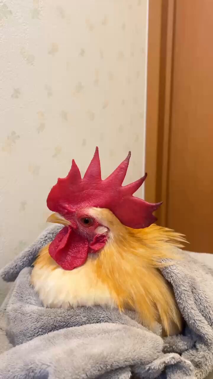 Amazon | 鳥骨鶏 有精卵 6個入り 孵化用 【平飼い・家庭養鶏