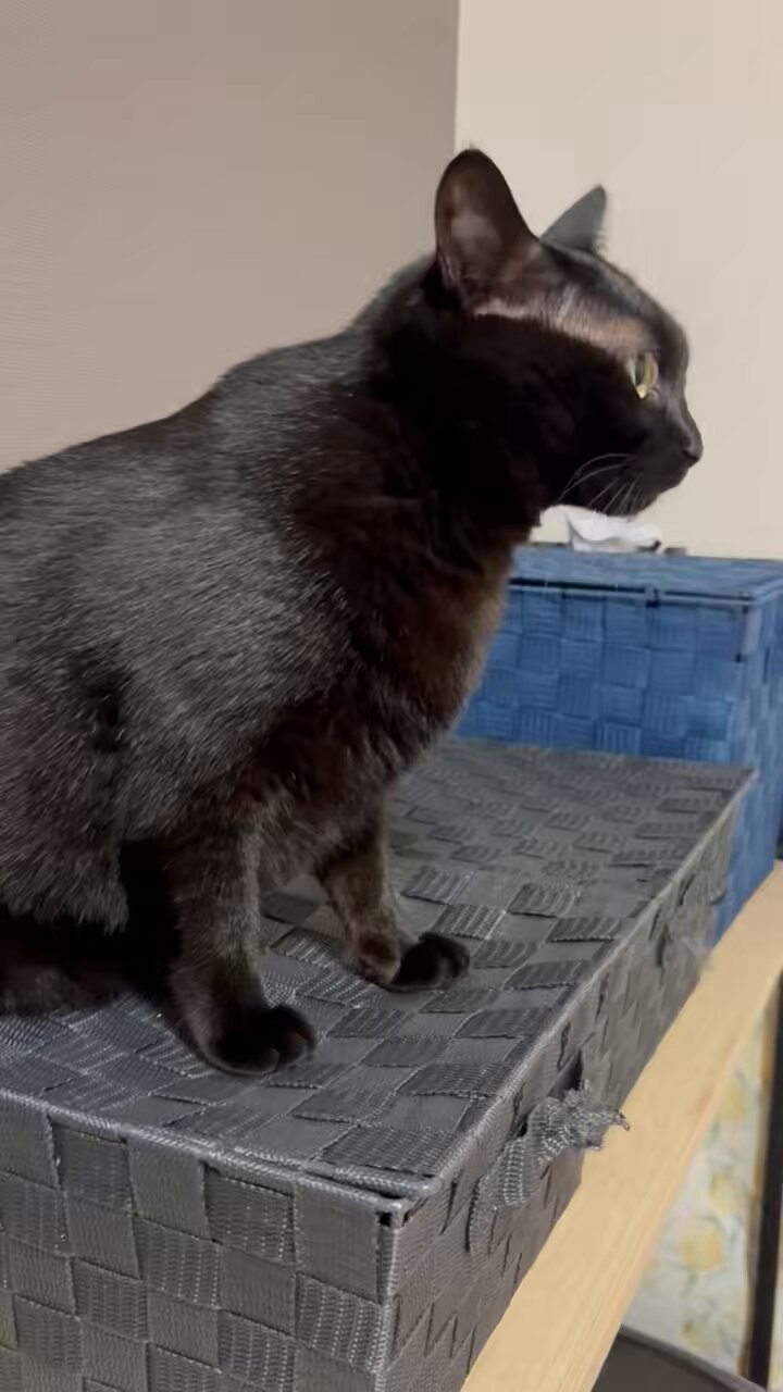 黒猫あさり on X: 
