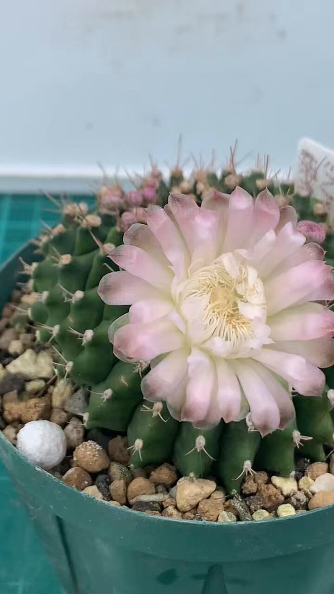 サボテン【ピンク花】 花サボテン 大型大輪花 ライトピンク。:°ஐʚ - メルカリ
