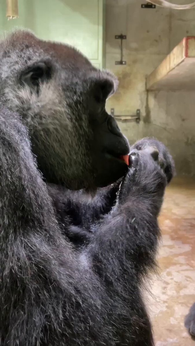 🕊️s(C&H)atoGORILLA🦍 (@satoroi466422) / X
