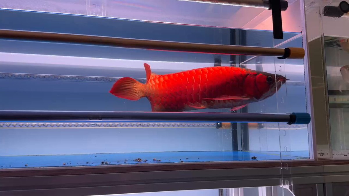 マジカルレッドライト ASK (AROWANA•LIGHTING) (@magical_light_series) • Instagram