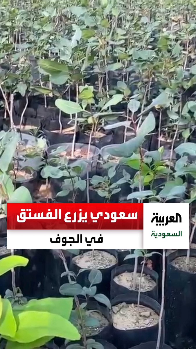 عبدالمحسن السراب.. مزارع سعودي يحكي عن تجربته في زراعة الفستق باستخدام تقنية التطعيم في محافظة طبرجل في منطقة الجوف شمال السعودية. عبر 