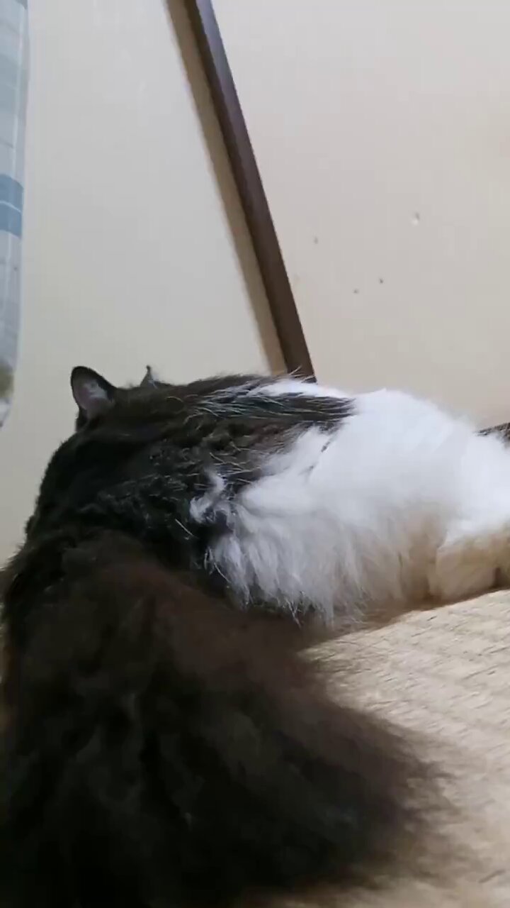 くろ　ねこ　 ねこ肯定感 Lサイズ まぐろ | ハンプティーダンプティー公式