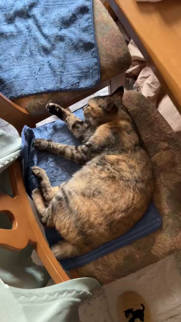 猫まっしぐら on X: 