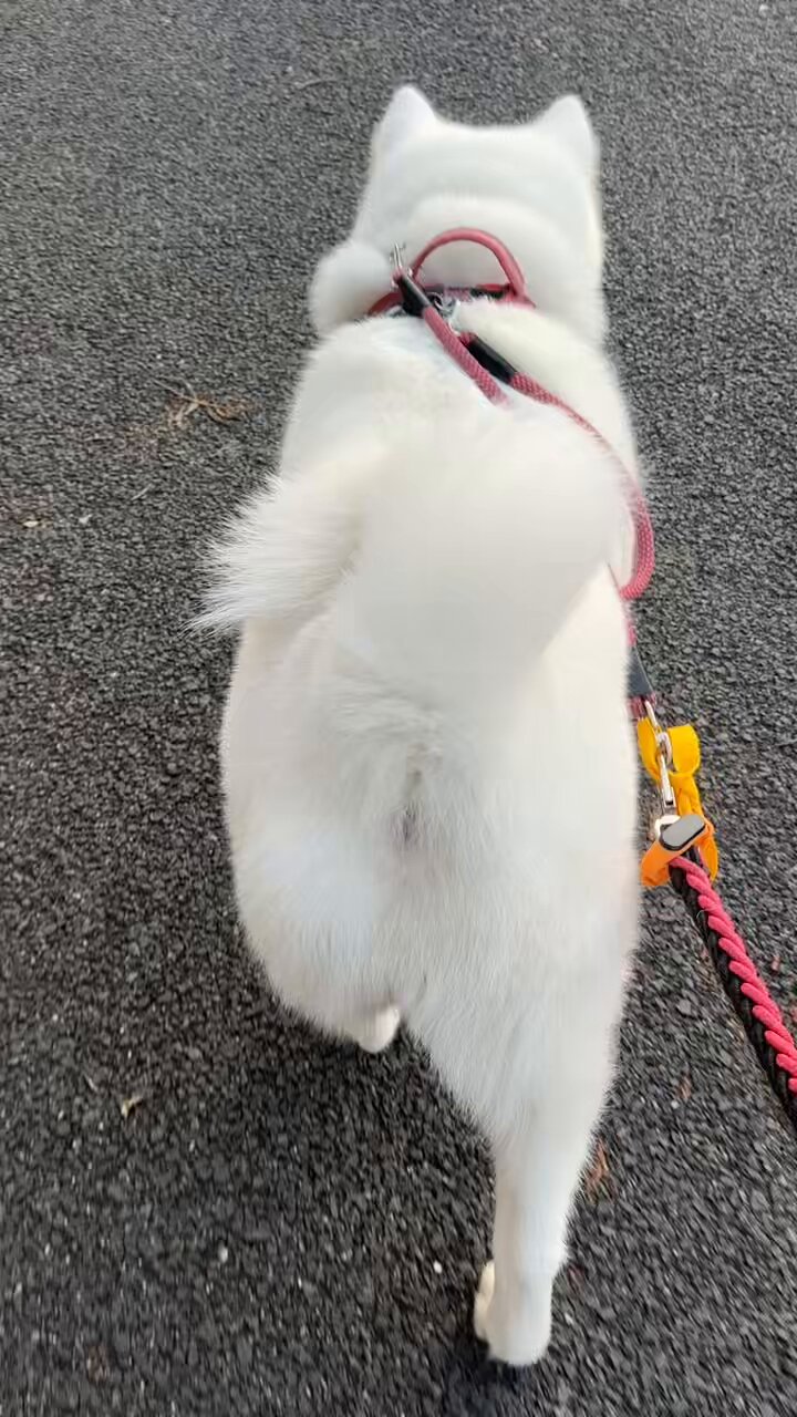 【在庫有】 秋田犬 海 カイ♡ on X:  ルームウェア・パジャマ