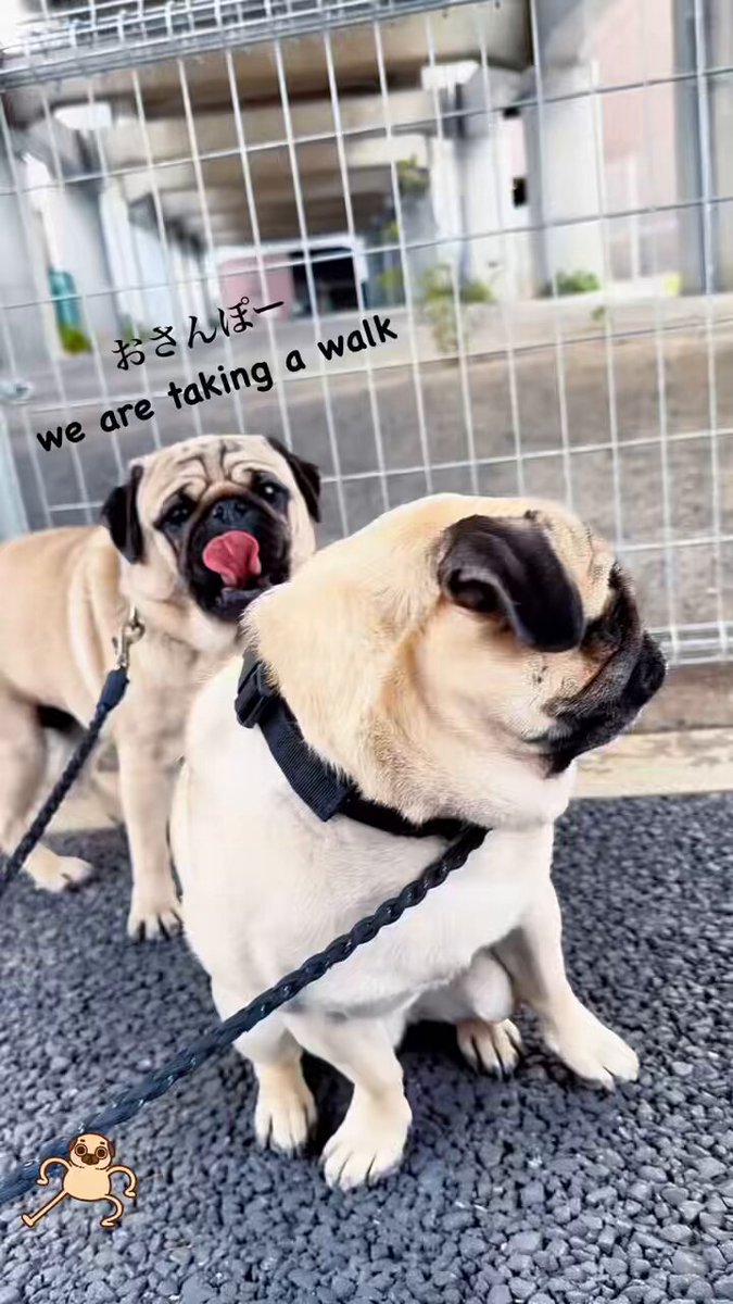 Run pug run