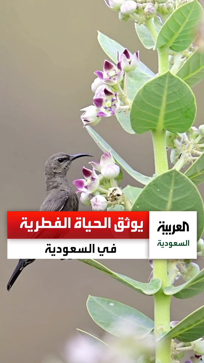 مصور سعودي يتجول بين مناطق المملكة ليوثق بعدسته الحياة الفطرية والطيور النادرة السعودية عبر 