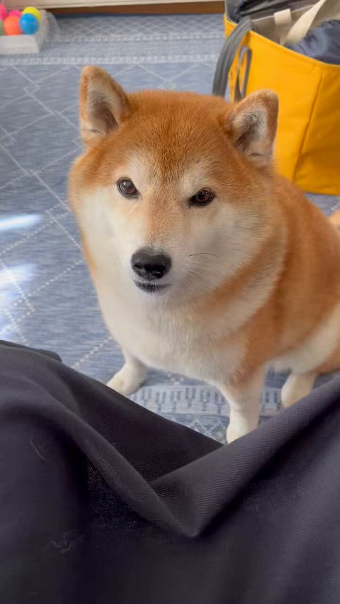 柴犬 お散歩ウキウキ♪ #柴犬 #しばいぬ #しば #柴 #shiba #shibainu #柴犬