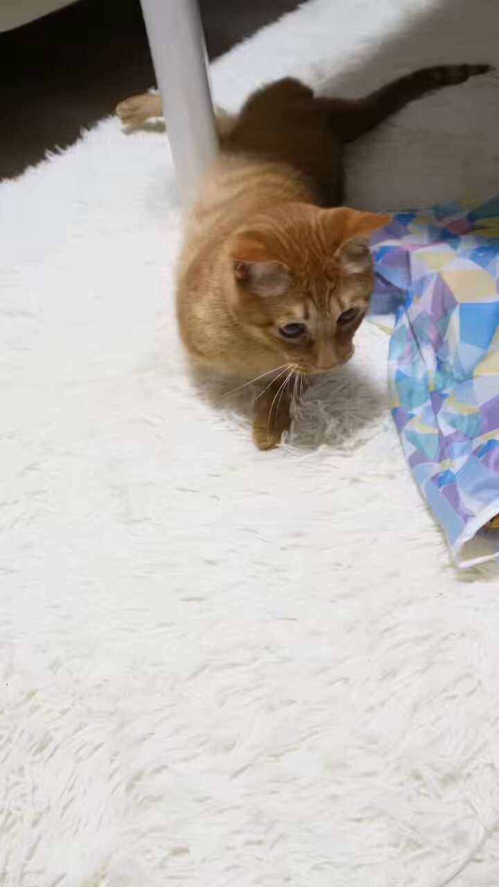 吉徳 ニャンちゅう ぬいぐるみ S 182374の商品ページ｜卸