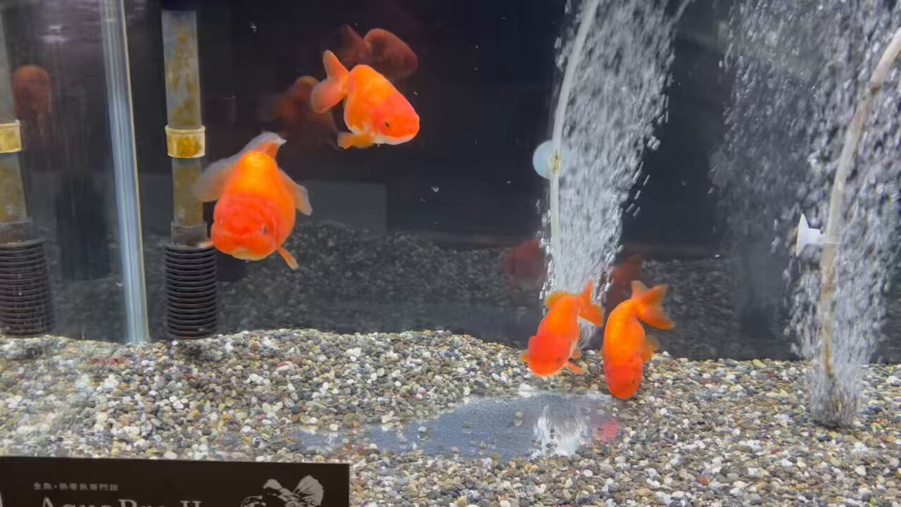 金魚・熱帯魚専門店AquaPro.H on X: 